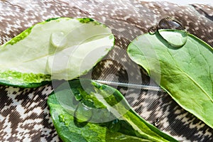 Water droplets, dew on the delicate green leaves, on a background of peacock feather, art image