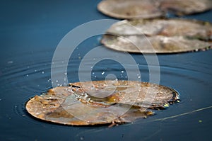 Water Droplets Falling Into A Pond At Sunset Onto Lily