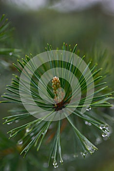 Water droplets on the fir leaves in autumn