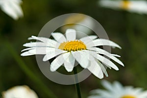 Water droplets on a flower Pyrethrum