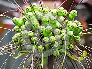 Water droplets on Flowers and fruit of Tacca leontopetaloides or East Indian arrow root.