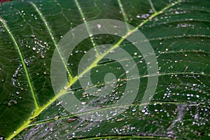 Water droplets on fresh green leaf background close up