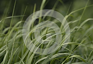 Water droplets on fresh green morning grass