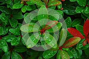 Water Droplets On Fresh Leaves