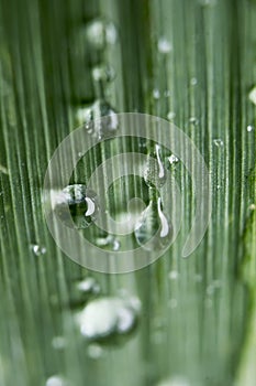 Water droplets on Grass