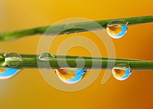 Water droplets on grass blades with flower background