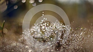 Water droplets on the grass on the bokeh background