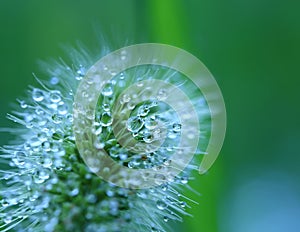 Water droplets on Grass flower - macro.