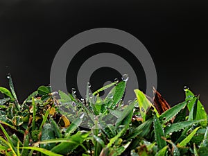 Water droplets on grass isolated on black background