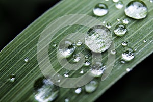 Water droplets on Grass photo