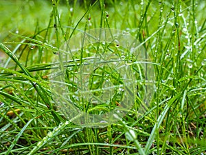 Water droplets on grass from rain at early morning