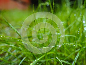 Water droplets on grass from rain at early morning