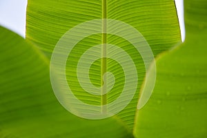 water droplets on green banana leaf Used to design backgrounds and wallpapers. Banner ads on website pages exhibition
