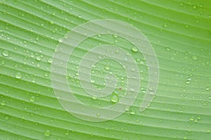 water droplets on green banana leaf Used to design backgrounds and wallpapers. Banner ads on website pages exhibition