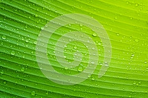 water droplets on green banana leaf Used to design backgrounds and wallpapers. Banner ads on website pages exhibition