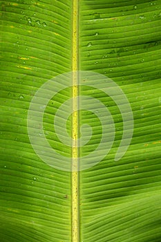 Water droplets on green banana leaves