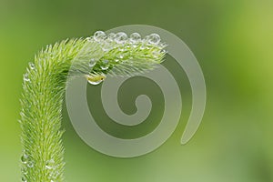 water droplets on green grass