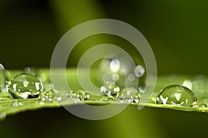 Water droplets on green grass