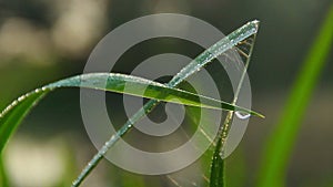 Water droplets on green grass, morning freshness, nature closeup