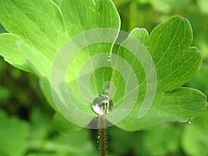 Water droplets on a green leaf