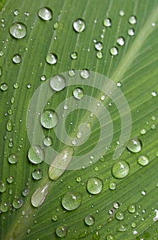 Water droplets on a green leaf.