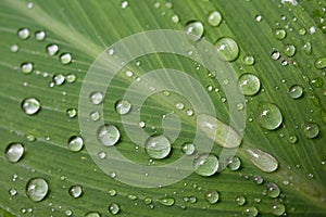 Water droplets on a green leaf.