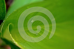 Water droplets on a green leaf.