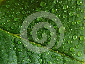 Water droplets on green leaf