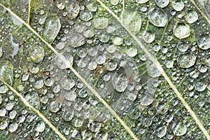Water Droplets on Green Leaf Close Up
