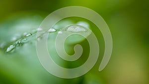 Water droplets on green leaf. Nature background