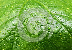 Water Droplets On Green Leaf