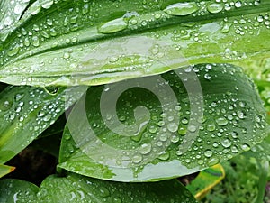 Water droplets on green leaves