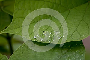 Water droplets on green leaves