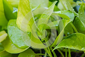 Water droplets on green leaves  .rainy season concept