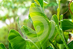 Water droplets on green leaves  .rainy season concept