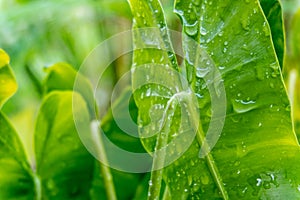 Water droplets on green leaves  .rainy season concept