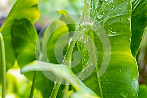 Water droplets on green leaves  .rainy season concept