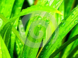 water droplets on green pandan leaves after rain