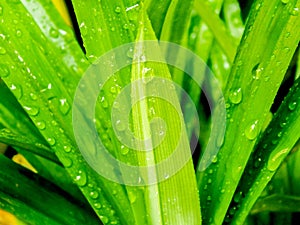 water droplets on green pandan leaves after rain