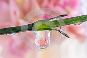 Water droplets on a green stem, in the background a large pink flower.