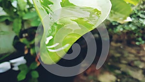 Water droplets from guava leaves