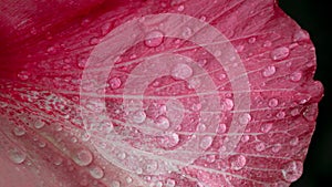 Water droplets on Hibiscus rosa-sinensis flower It is a flowering plant in the genus Hibiscus,