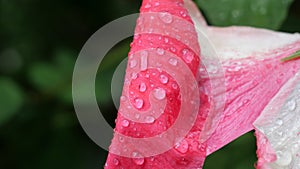 Water droplets on Hibiscus rosa-sinensis flower It is a flowering plant in the genus Hibiscus