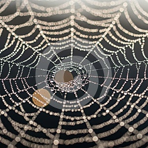 And water droplets highlights the web s delicate structure showcasing the