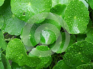 Water droplets on a hydrocotyle verticillata or whorled pennywort leaf at noon