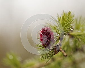 Water droplets on Larch
