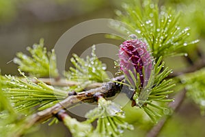 Water droplets on Larch