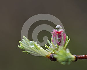 Water droplets on Larch