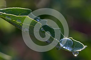 Water Droplets on Leaf