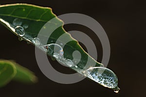 Water Droplets on Leaf
